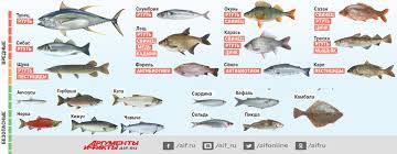 Рейтинг морепродуктов: наиболее питательные виды рыбы