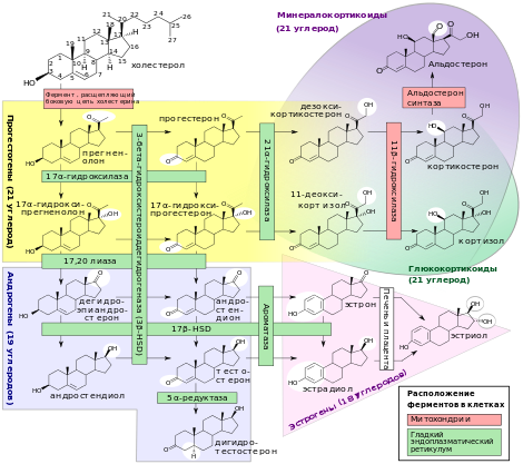 Анализ химического строения анаболических стероидов