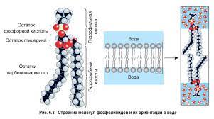 Гидрофильные стероиды-фосфолипиды: свойства и преимущества их растворимости в воде