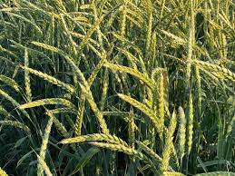 Насіння Пшениці Озимої: Вибір та Вирощування