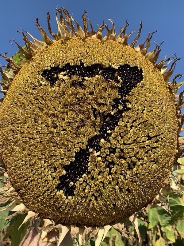 Гібридне насіння соняшника: Плюси вибору та рекомендації щодо покупки