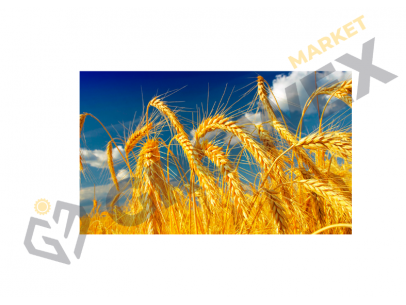 Посівна пшениця: де купити та огляд ринкових цін