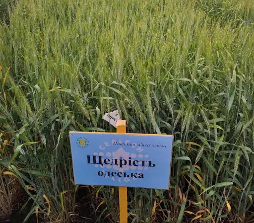 Придбання посівного насіння пшениці: як обрати та де придбати