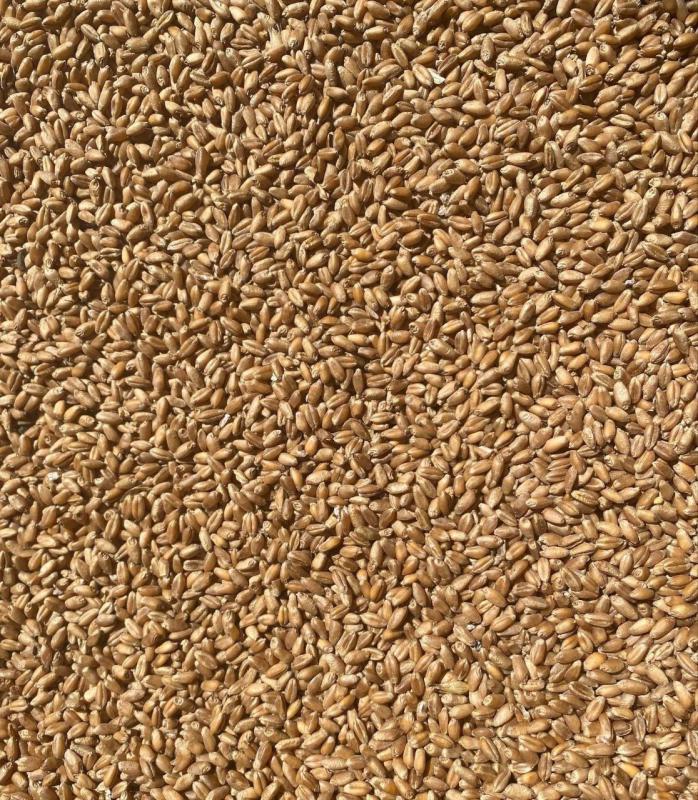 Перш ніж купити насіння озимої пшениці від Гровекс Маркет варто пам’ятати тонкощі зберігання культур
