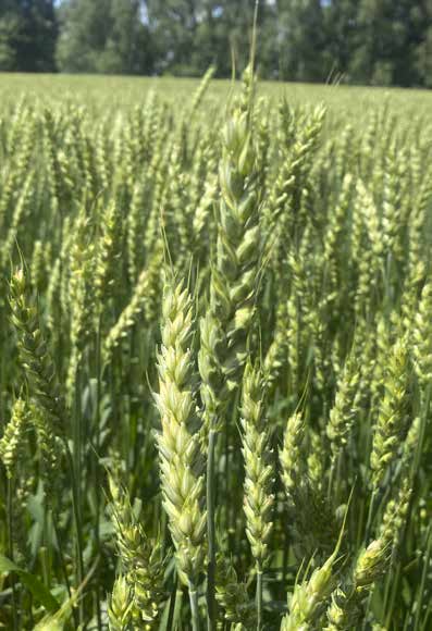 Перш ніж купити насіння ярої пшениці варто знати особливості зберігання культур