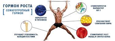 Гормон роста: спектр возможностей и влияние на организм 